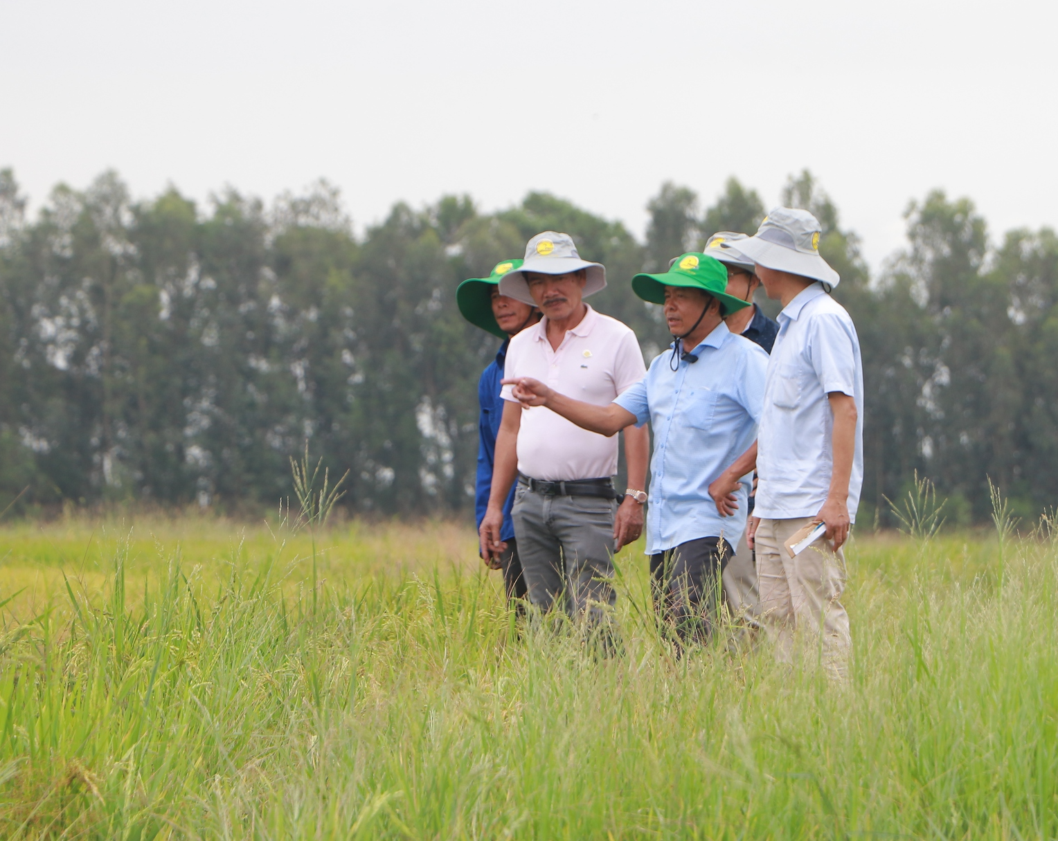 Giải pháp phân bón thế hệ mới làm cho &quot;đất sống&quot; giúp nông dân trồng lúa nâng cao thu nhập - Ảnh 1.