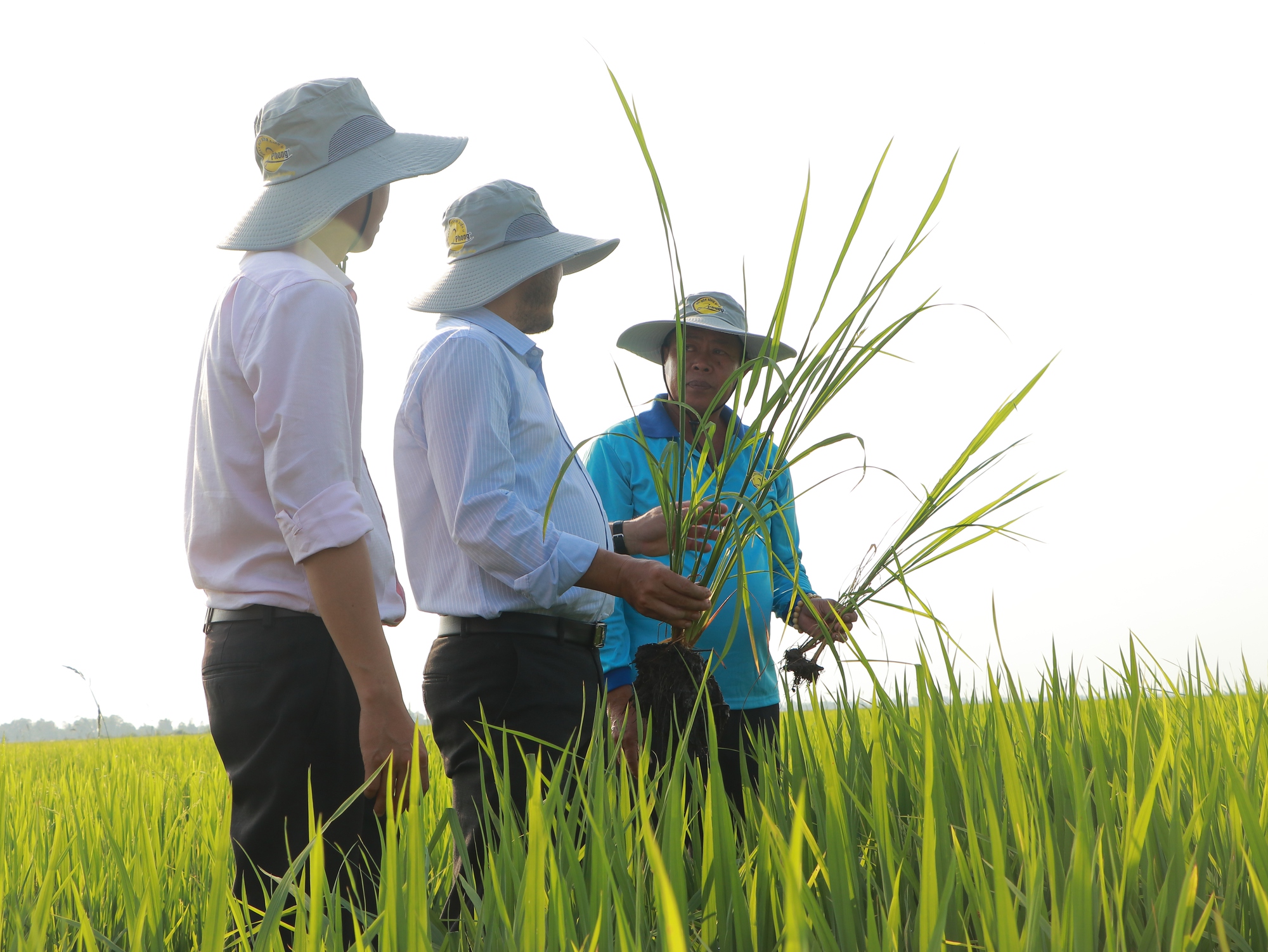 Nông dân trồng lúa An Giang học cách làm &quot;đất khỏe&quot;, thích ứng biến đổi khí hậu - Ảnh 4.
