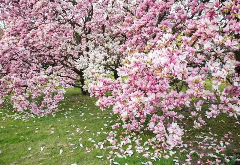 Sắp Tết, trồng ngay cây cảnh mộc lan để hưởng mùa xuân rực rỡ, chiêu tài, hút lộc cho gia chủ - Ảnh 3.