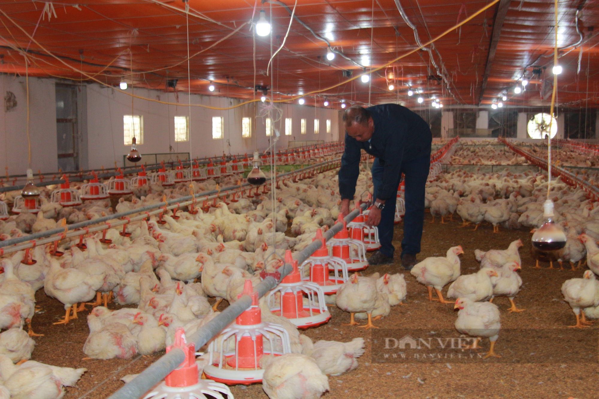 Khoa học công nghệ giúp giảm giá thành chăn nuôi gà công nghiệp còn dưới 1 USD/kg - Ảnh 1.
