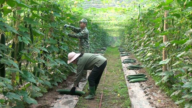 Phong trào Nông dân sản xuất, kinh doanh giỏi ở huyện biên giới Nậm Pồ, nhiều nông dân thu nhập tiền tỷ mỗi năm - Ảnh 1.