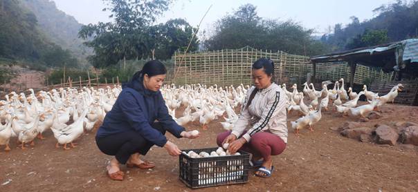 Phong trào Nông dân sản xuất, kinh doanh giỏi ở huyện biên giới Nậm Pồ, nhiều nông dân thu nhập tiền tỷ mỗi năm - Ảnh 3.