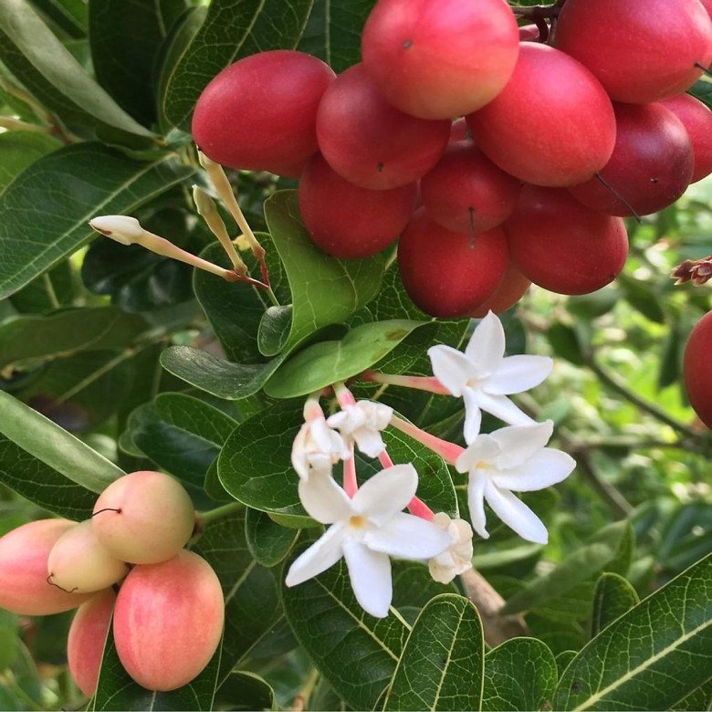 Loại cây cho quả đỏ mọng quanh năm, vừa làm cảnh vừa gọi lộc vào nhà, quả tươi giá 100.000 đồng/kg - Ảnh 3.