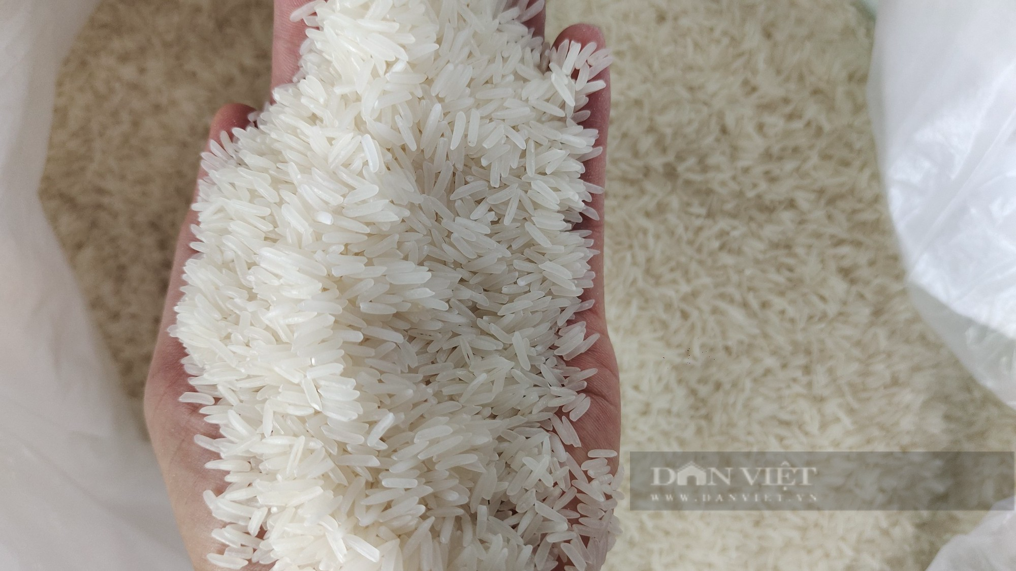 Giá gạo xuất khẩu tăng nhanh lên gần 650 USD/tấn, doanh nghiệp khó chốt đơn hàng cuối năm - Ảnh 1.