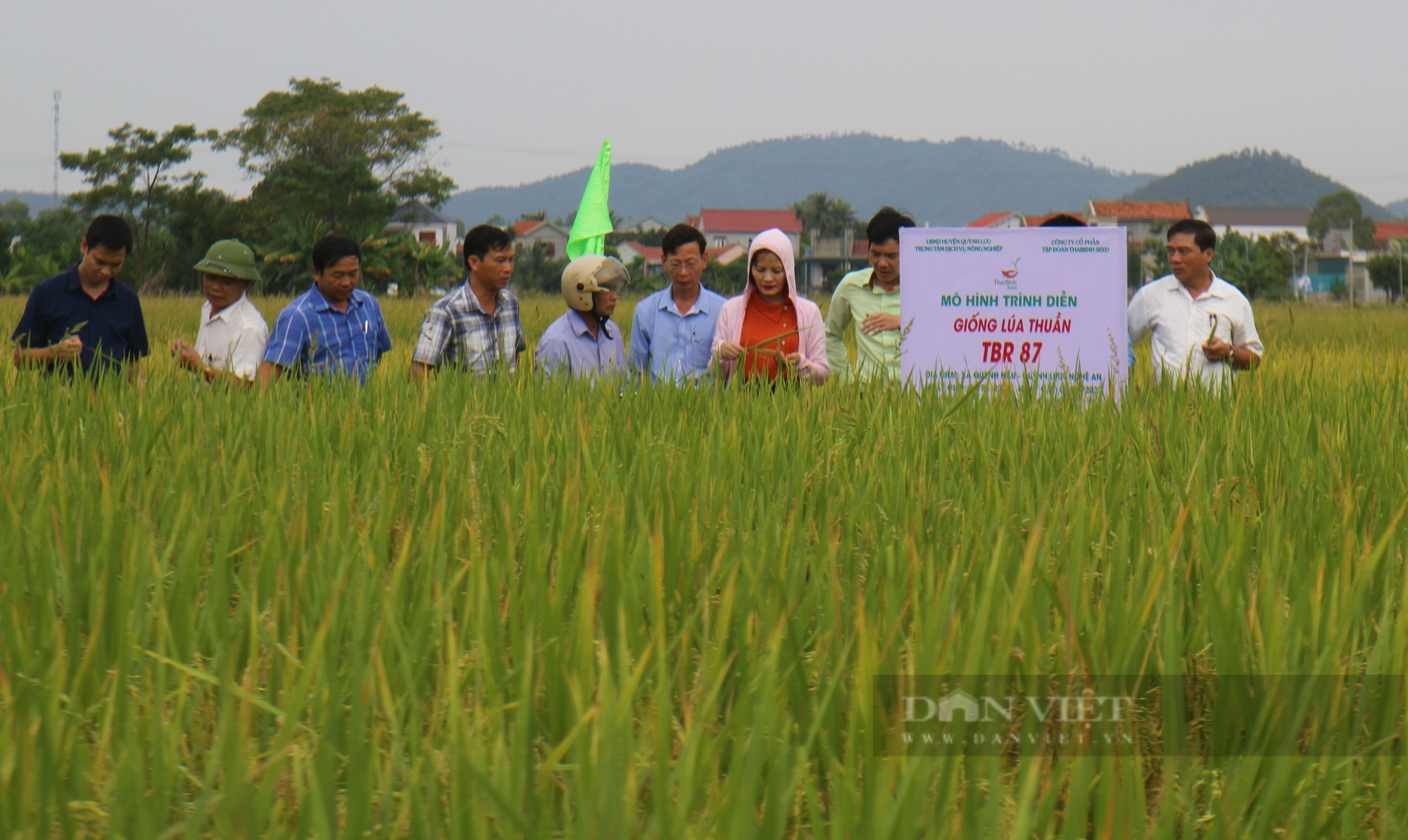 Bà con nông dân nơi này nô nức ra đồng ngắm những bông lúa TBR 87 dài, to, nặng trĩu của ThaiBinh Seed - Ảnh 3.