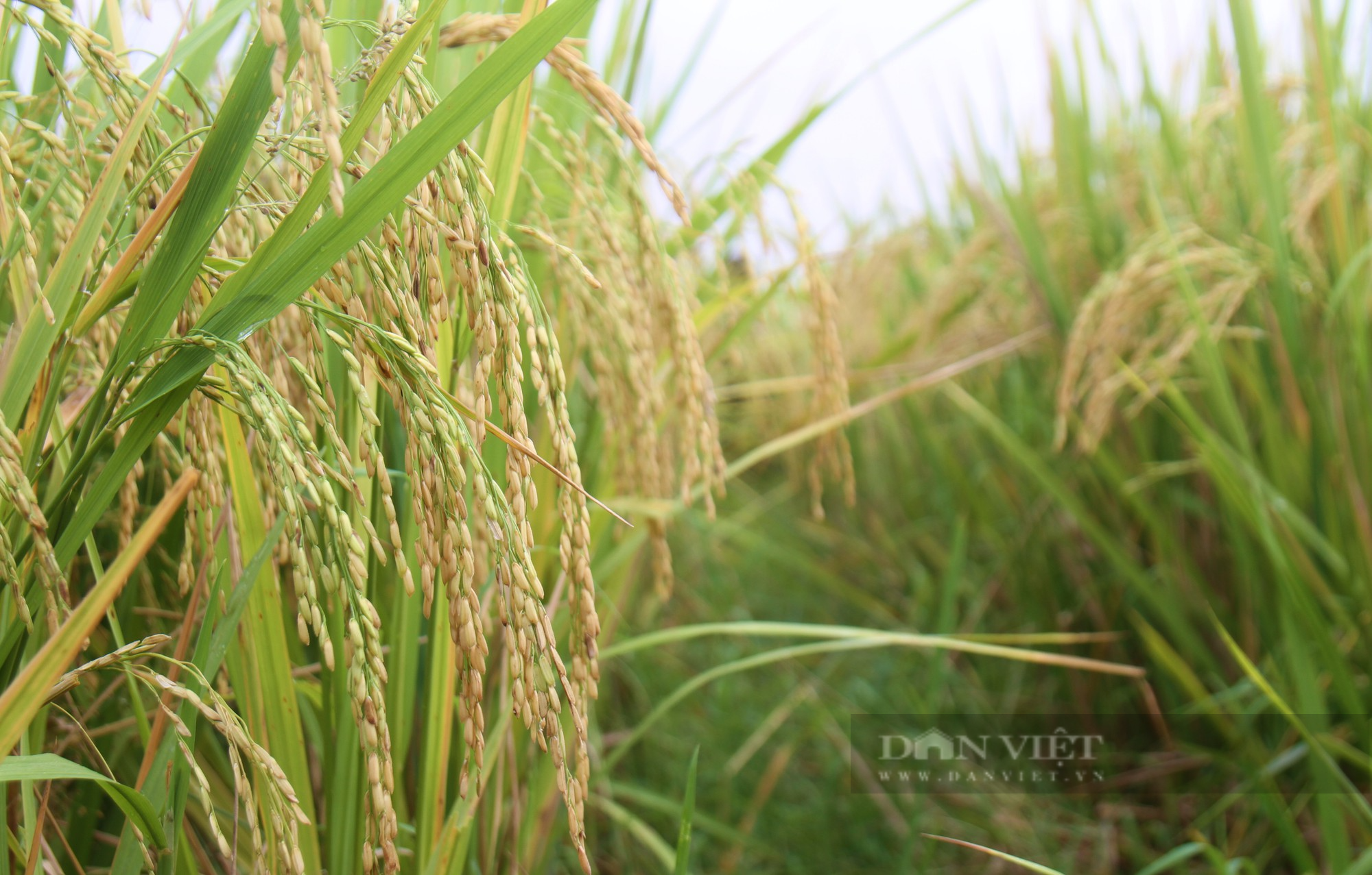 Bà con nông dân nơi này nô nức ra đồng ngắm những bông lúa TBR 87 dài, to, nặng trĩu của ThaiBinh Seed - Ảnh 4.