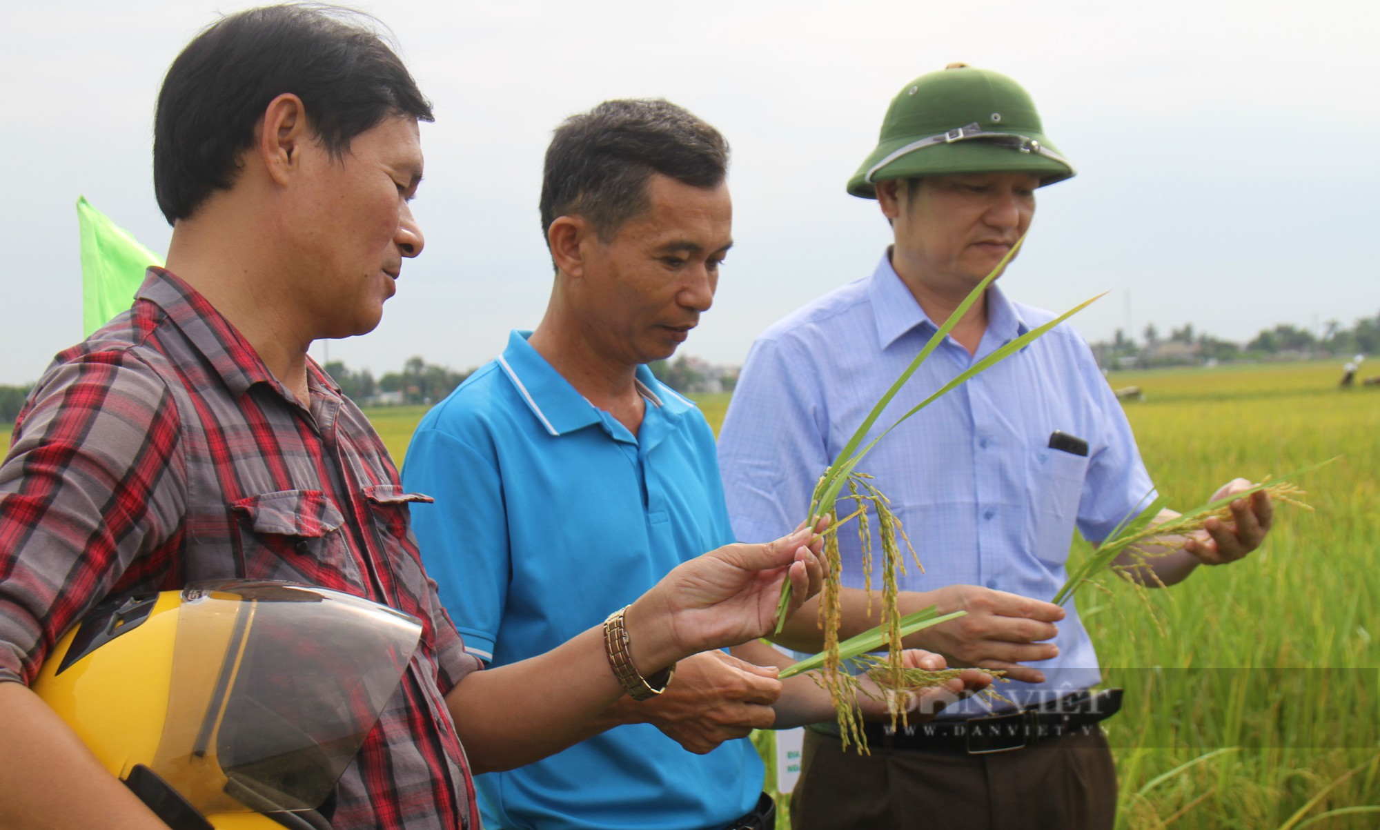 Bà con nông dân nơi này nô nức ra đồng ngắm những bông lúa TBR 87 dài, to, nặng trĩu của ThaiBinh Seed - Ảnh 5.