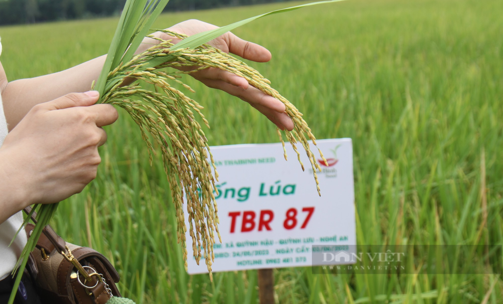 Bà con nông dân nơi này nô nức ra đồng ngắm những bông lúa TBR 87 dài, to, nặng trĩu của ThaiBinh Seed - Ảnh 6.