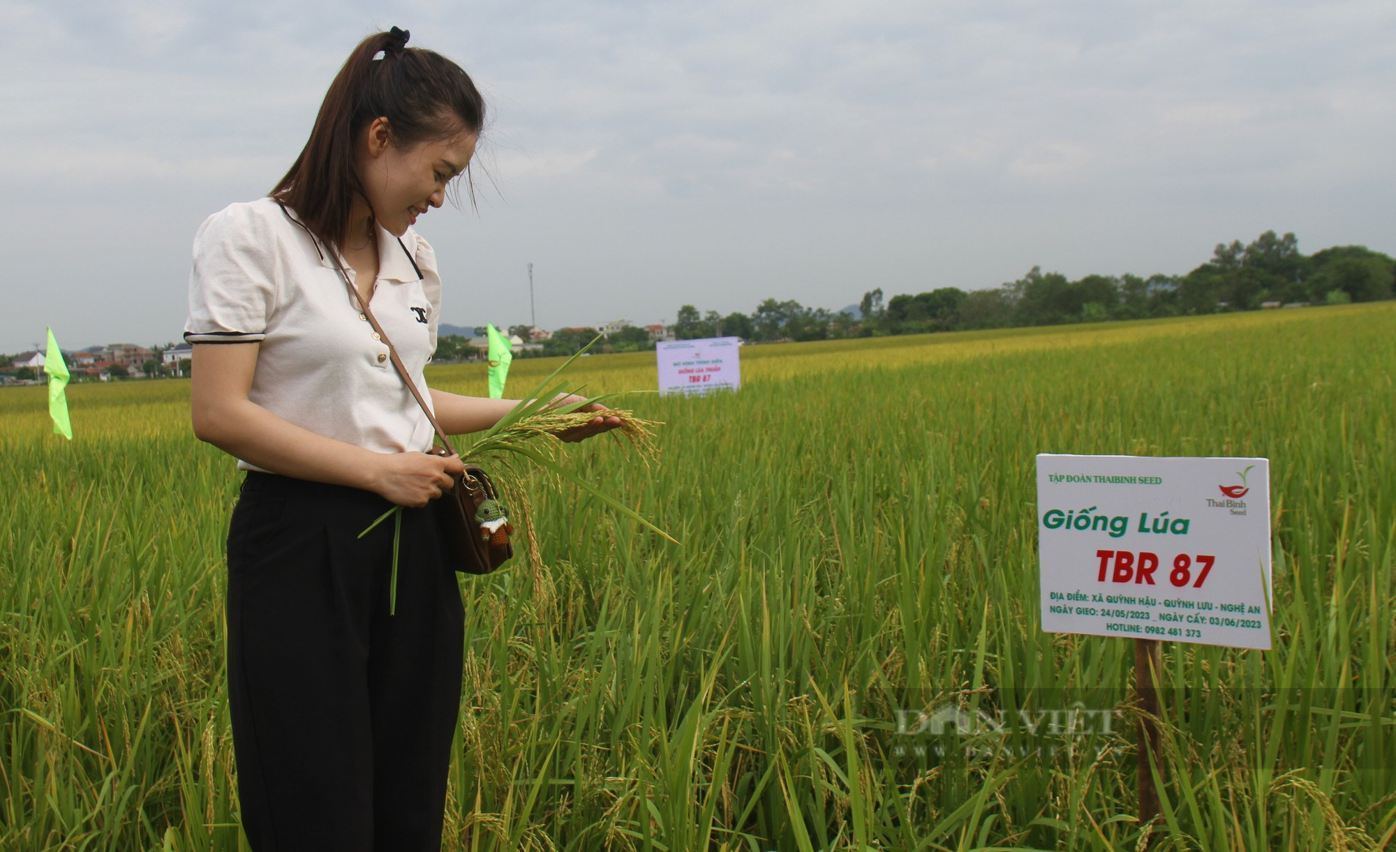 Bà con nông dân nơi này nô nức ra đồng ngắm những bông lúa TBR 87 dài, to, nặng trĩu của ThaiBinh Seed - Ảnh 8.