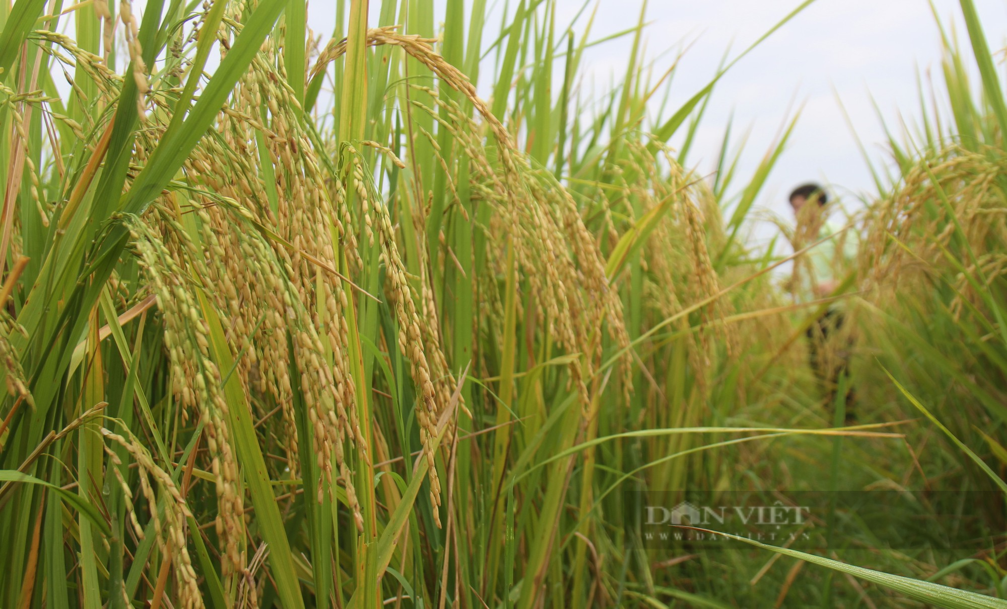 Bà con nông dân nơi này nô nức ra đồng ngắm những bông lúa TBR 87 dài, to, nặng trĩu của ThaiBinh Seed - Ảnh 9.