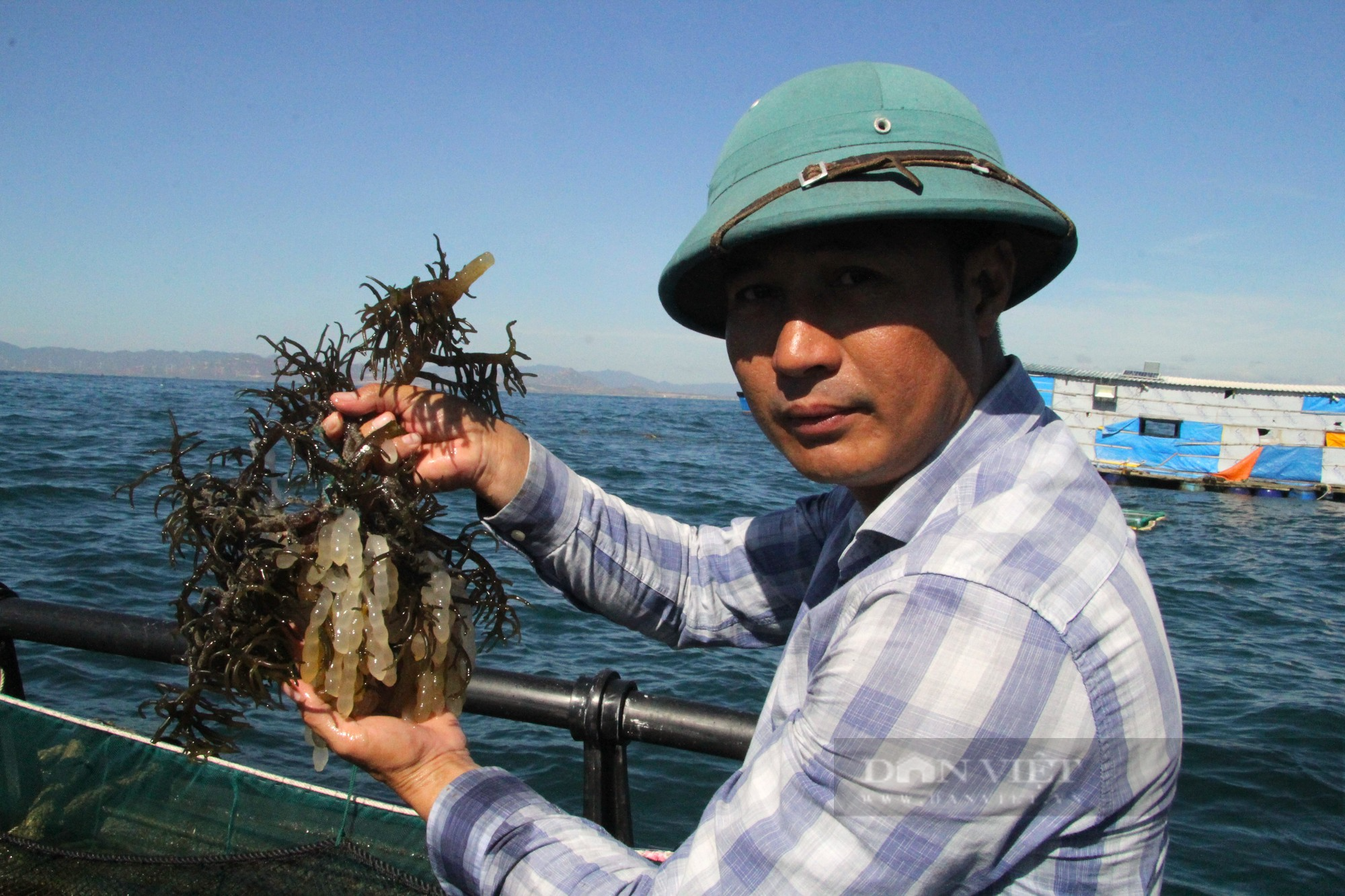 Ngư dân nuôi thành công mực sinh sản trong môi trường bán tự nhiên đầu tiên Việt Nam ở Ninh Thuận - Ảnh 6.