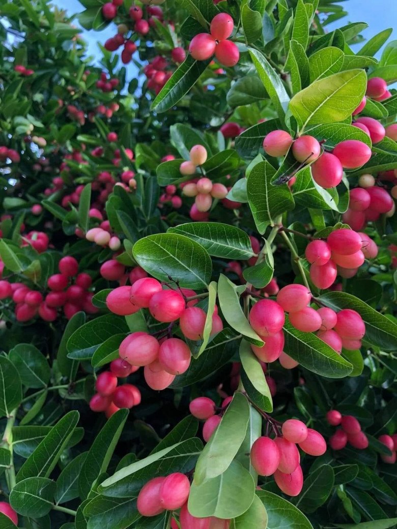 Loại cây cho quả đỏ mọng quanh năm, vừa làm cảnh vừa gọi lộc vào nhà, quả tươi giá 100.000 đồng/kg - Ảnh 1.