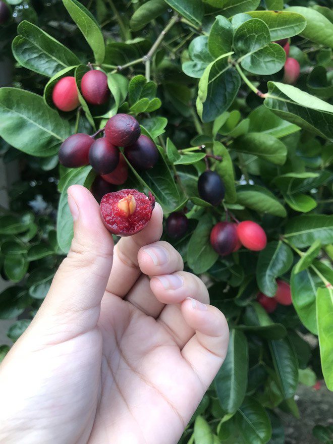 Loại cây cho quả đỏ mọng quanh năm, vừa làm cảnh vừa gọi lộc vào nhà, quả tươi giá 100.000 đồng/kg - Ảnh 2.