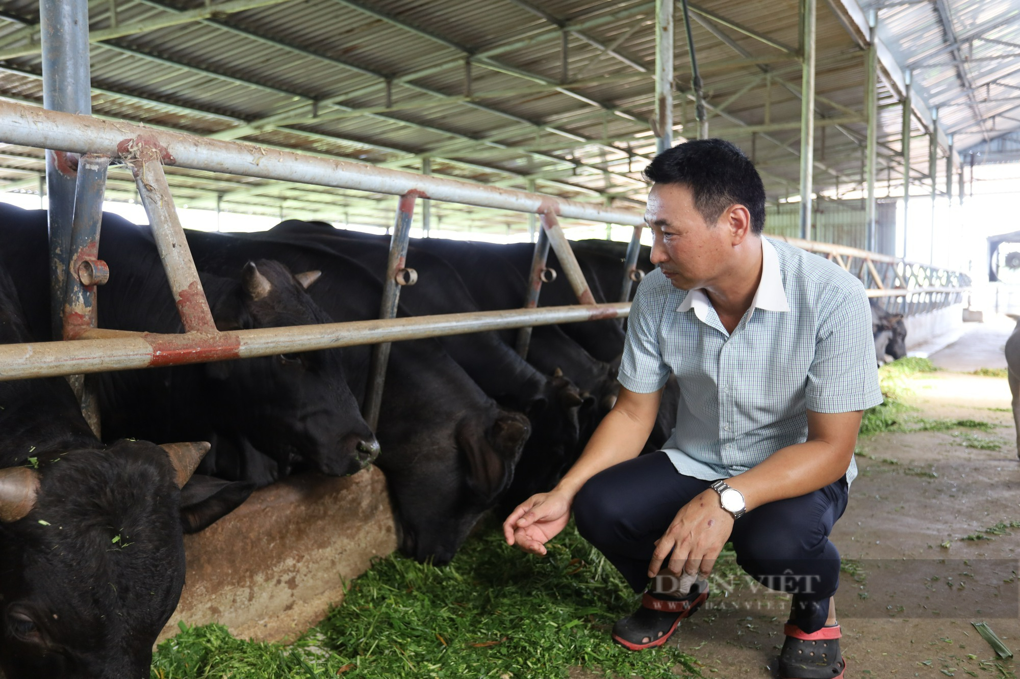 Bò ngoại được vỗ béo bằng &quot;một số chất cấm&quot; nhập vào Việt Nam &quot;đè&quot; bò trong nước, giá bò thịt giảm mạnh - Ảnh 1.