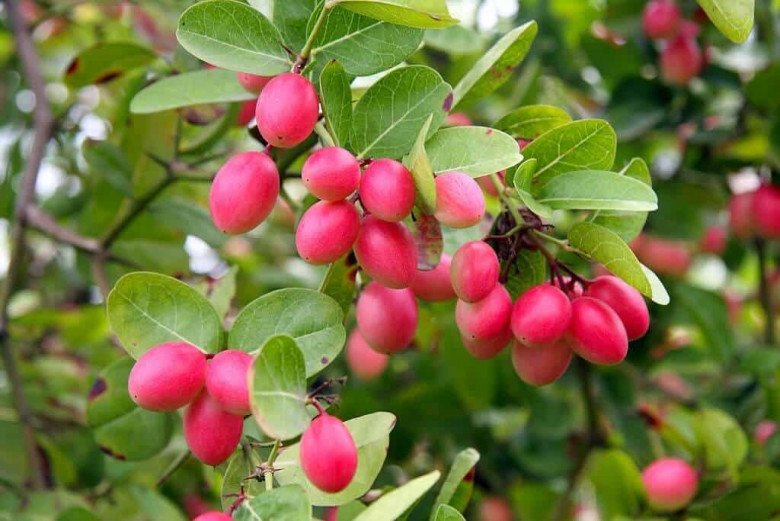 Loại cây cho quả đỏ mọng quanh năm, vừa làm cảnh vừa gọi lộc vào nhà, quả tươi giá 100.000 đồng/kg - Ảnh 5.