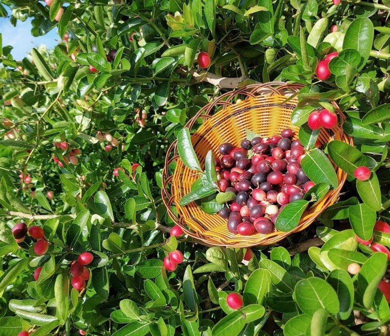 Loại cây cho quả đỏ mọng quanh năm, vừa làm cảnh vừa gọi lộc vào nhà, quả tươi giá 100.000 đồng/kg - Ảnh 6.