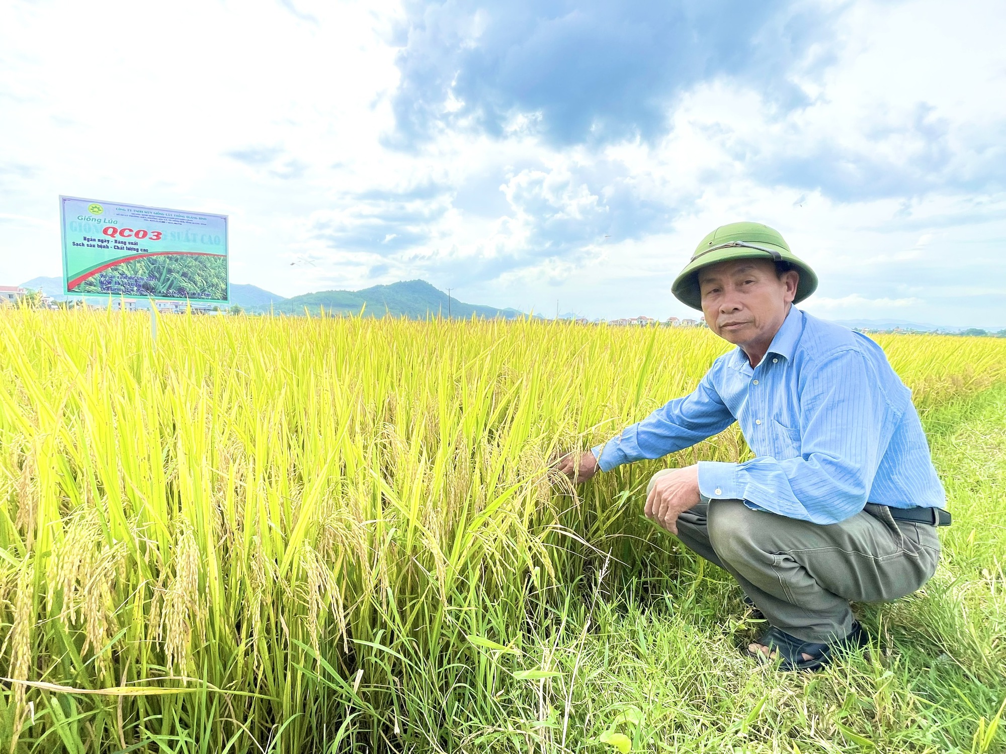 Quảng Bình: Dân trồng giống lúa mới này, thấy cây phát triển tốt, lúa trĩu bông, cho năng suất cao - Ảnh 2.