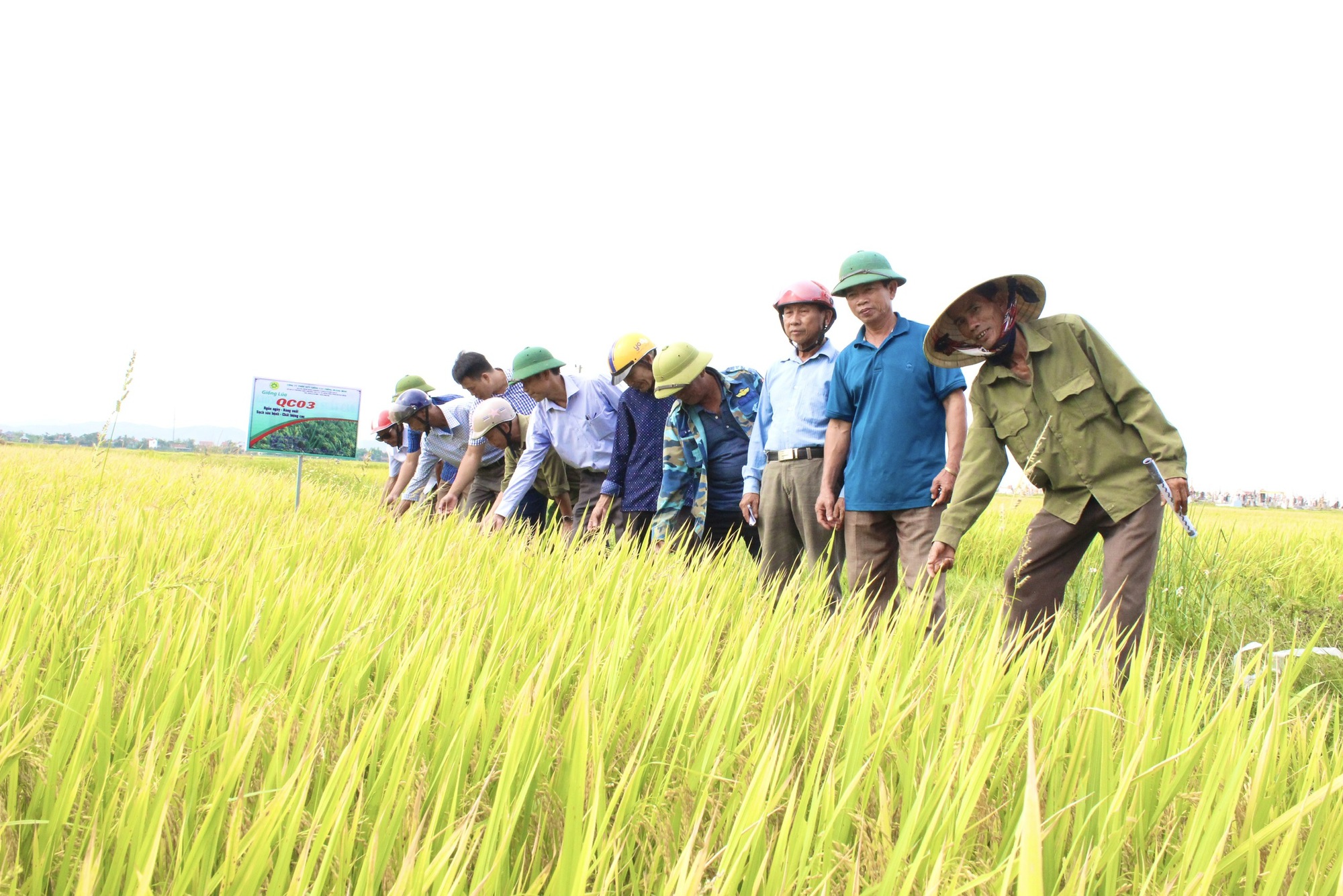 Quảng Bình: Dân trồng giống lúa mới này, thấy cây phát triển tốt, lúa trĩu bông, cho năng suất cao - Ảnh 1.