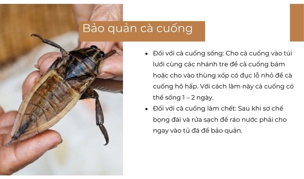 SỔ TAY NHÀ NÔNG: Bảo quản và chế biến cà cuống sau khi thu hoạch - Ảnh 2.