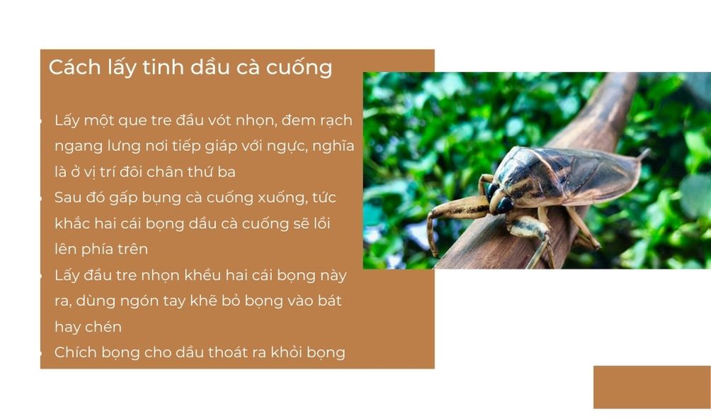 SỔ TAY NHÀ NÔNG: Bảo quản và chế biến cà cuống sau khi thu hoạch - Ảnh 3.