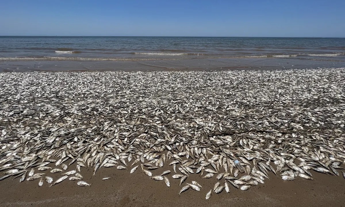 Cá chết hàng loạt tại các bãi biển ở miền Bắc Mexico - Ảnh 1.