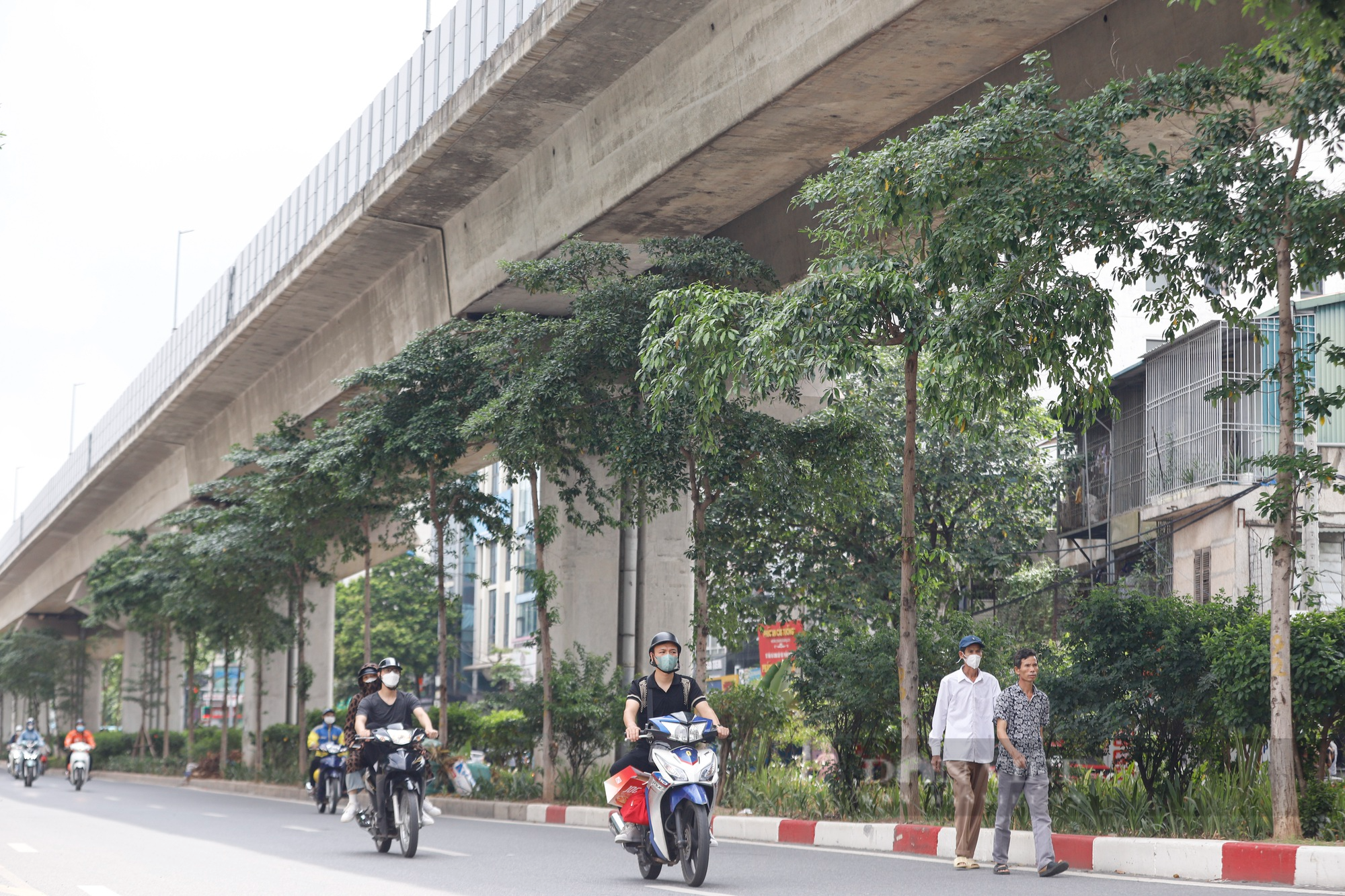 Hàng loạt cây xanh tại Hà Nội khi lớn đã “đụng” vào gầm bê tông đường sắt Cát Linh-Hà Đông - Ảnh 1.