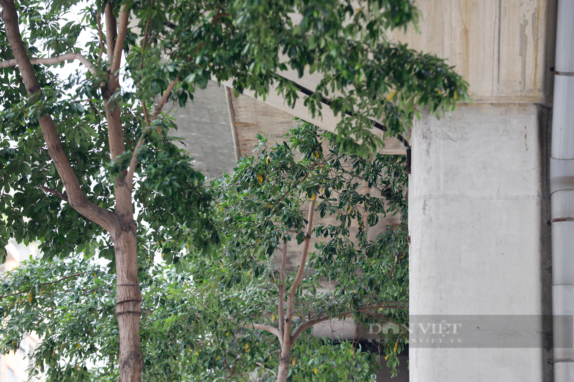 Hàng loạt cây xanh tại Hà Nội khi lớn đã “đụng” vào gầm bê tông đường sắt Cát Linh-Hà Đông - Ảnh 2.