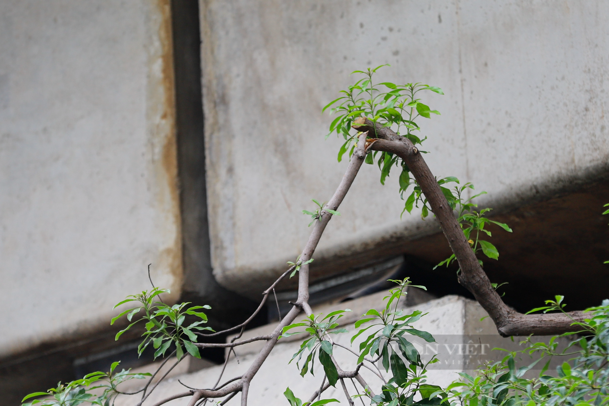 Hàng loạt cây xanh tại Hà Nội khi lớn đã “đụng” vào gầm bê tông đường sắt Cát Linh-Hà Đông - Ảnh 3.