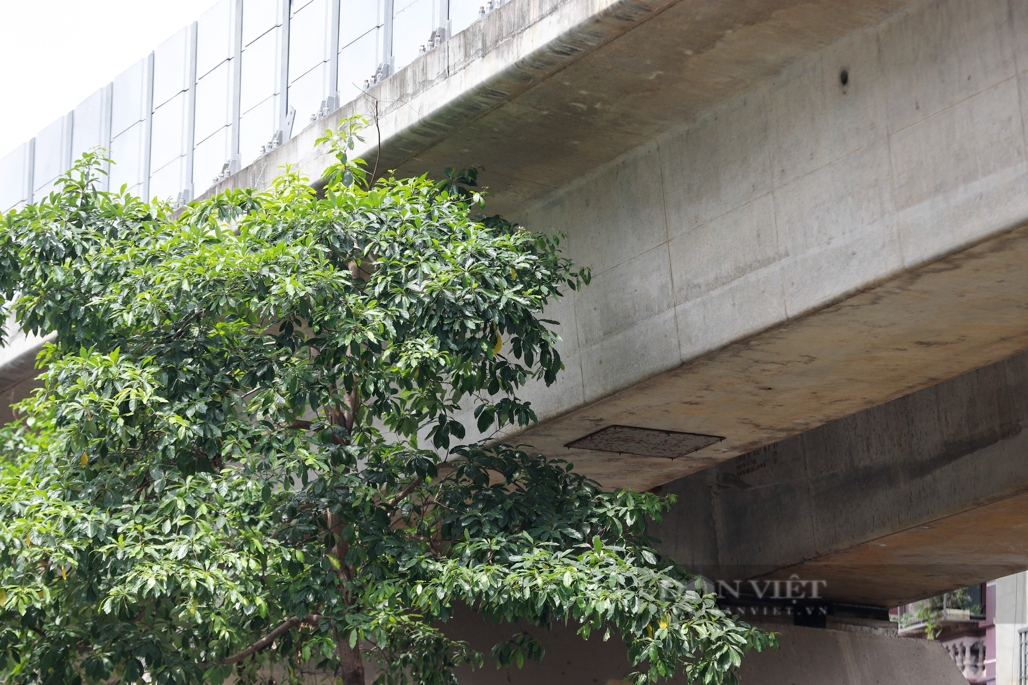 Hàng loạt cây xanh tại Hà Nội khi lớn đã “đụng” vào gầm bê tông đường sắt Cát Linh-Hà Đông - Ảnh 5.