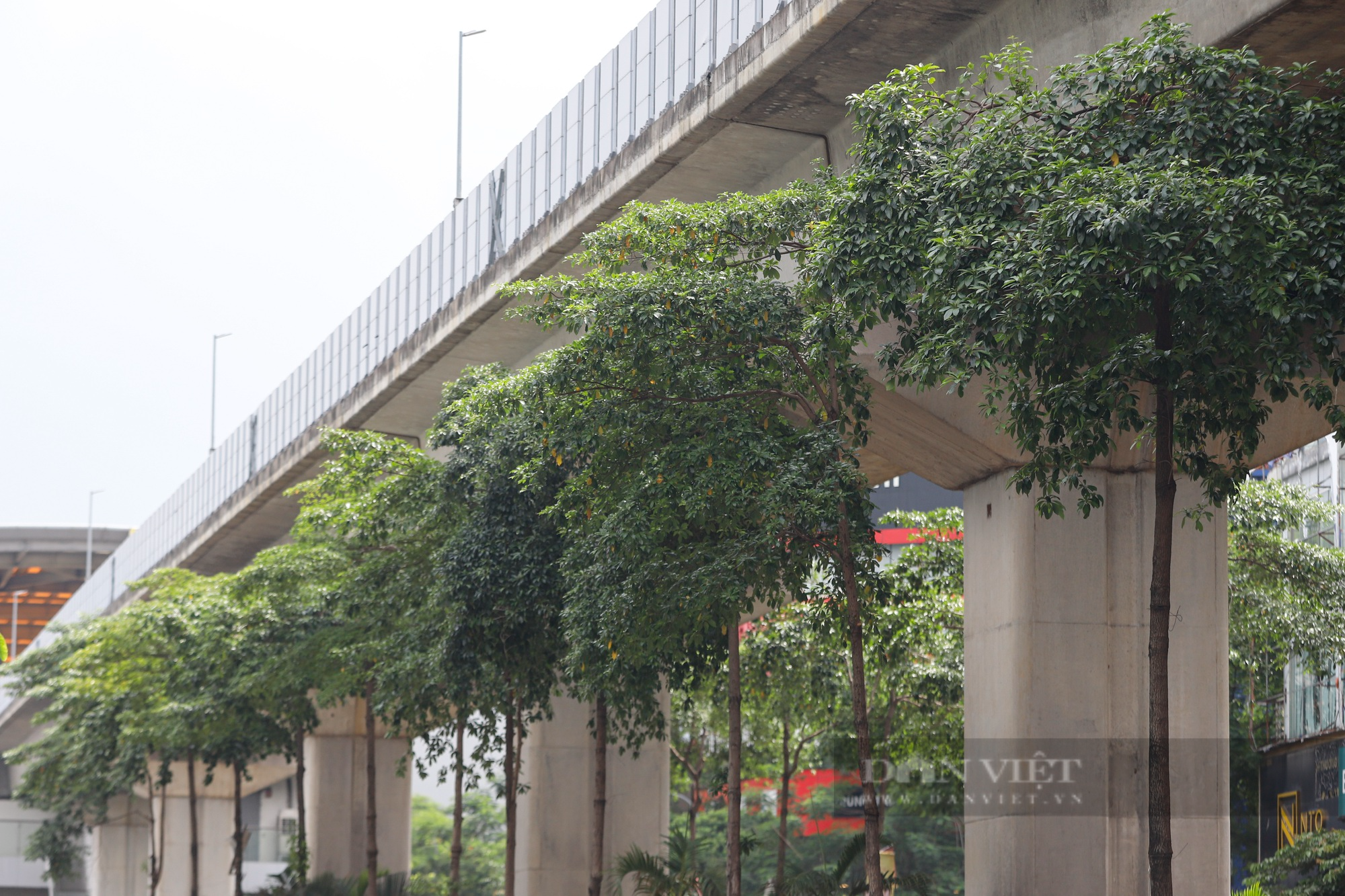 Hàng loạt cây xanh tại Hà Nội khi lớn đã “đụng” vào gầm bê tông đường sắt Cát Linh-Hà Đông - Ảnh 9.