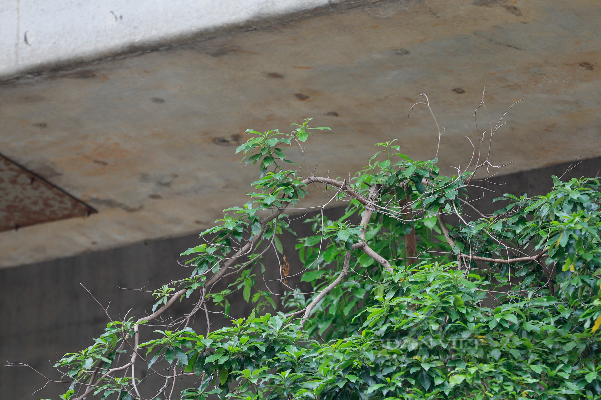 Hàng loạt cây xanh tại Hà Nội khi lớn đã “đụng” vào gầm bê tông đường sắt Cát Linh-Hà Đông - Ảnh 7.