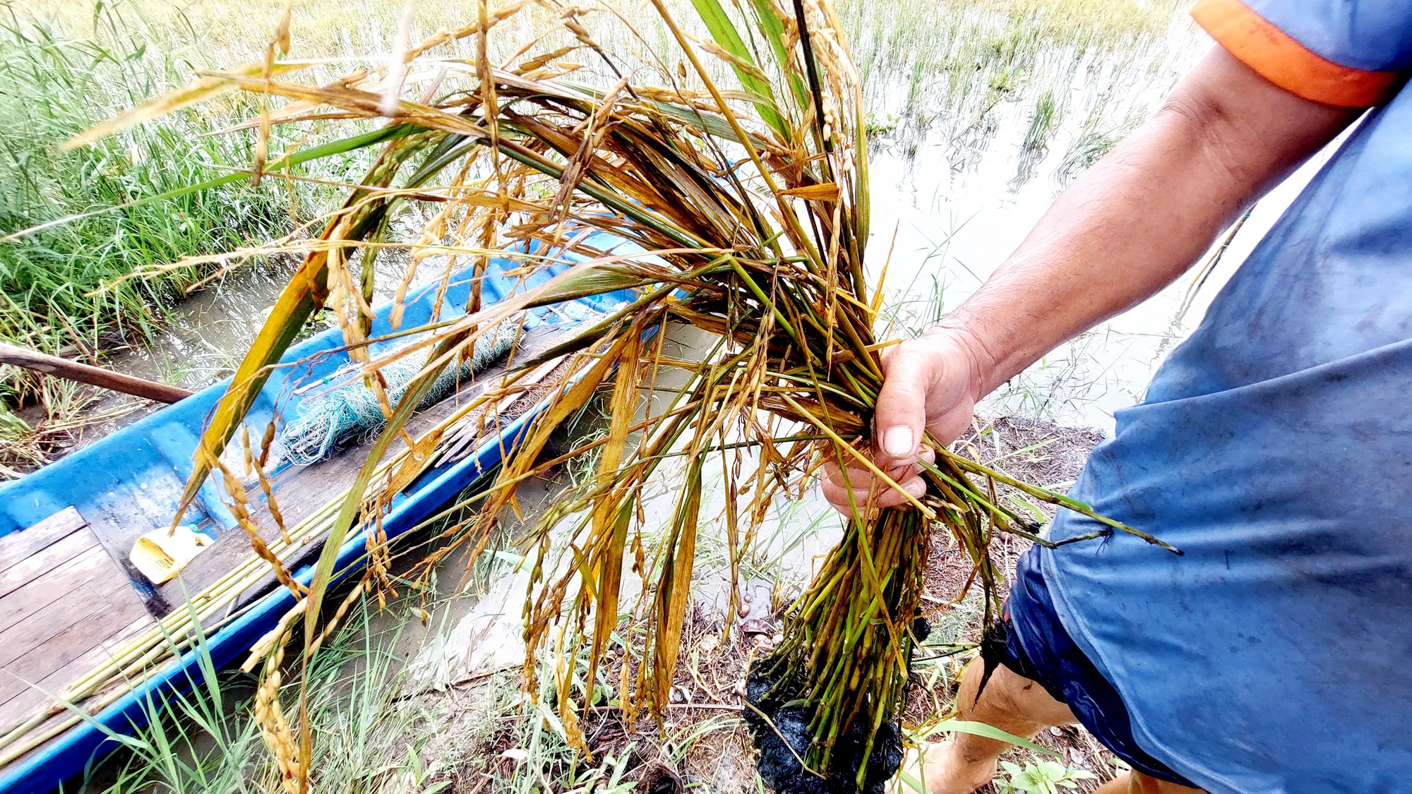 Nông dân vùng bán đảo Cà Mau thiệt hại năng vụ lúa hè thu do mưa bão gây ngập úng - Ảnh 2.