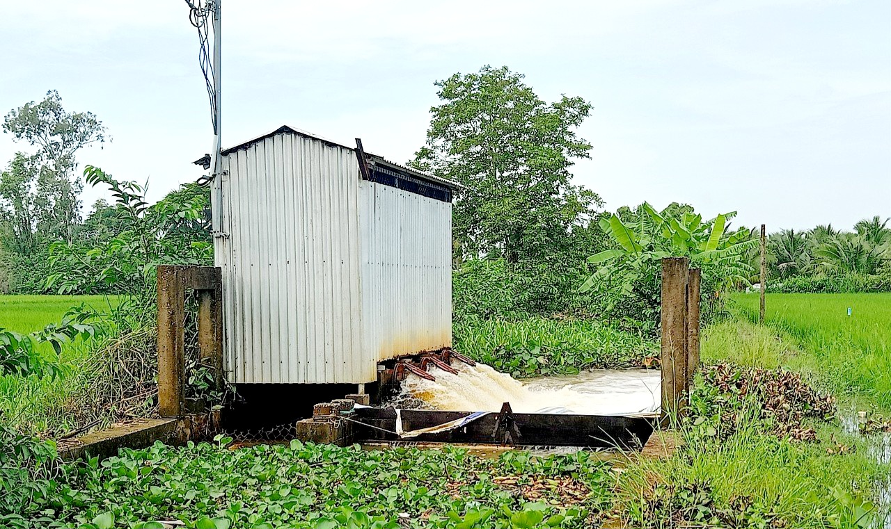 Nông dân vùng bán đảo Cà Mau thiệt hại năng vụ lúa hè thu do mưa bão gây ngập úng - Ảnh 3.