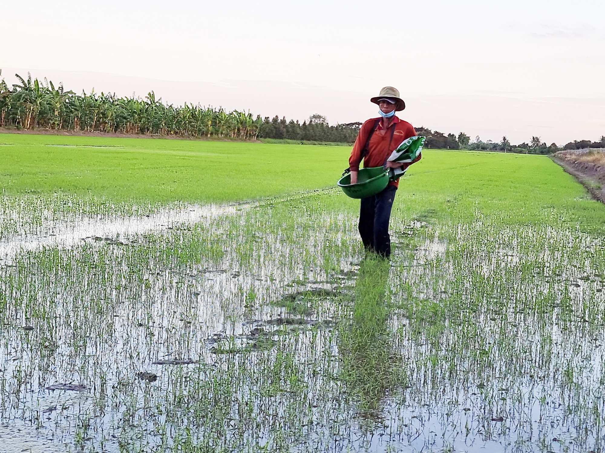 Chủ trương tăng 50.000 ha lúa thu đông ở ĐBSCL: Có địa phương không thực hiện được, vì sao? - Ảnh 1.