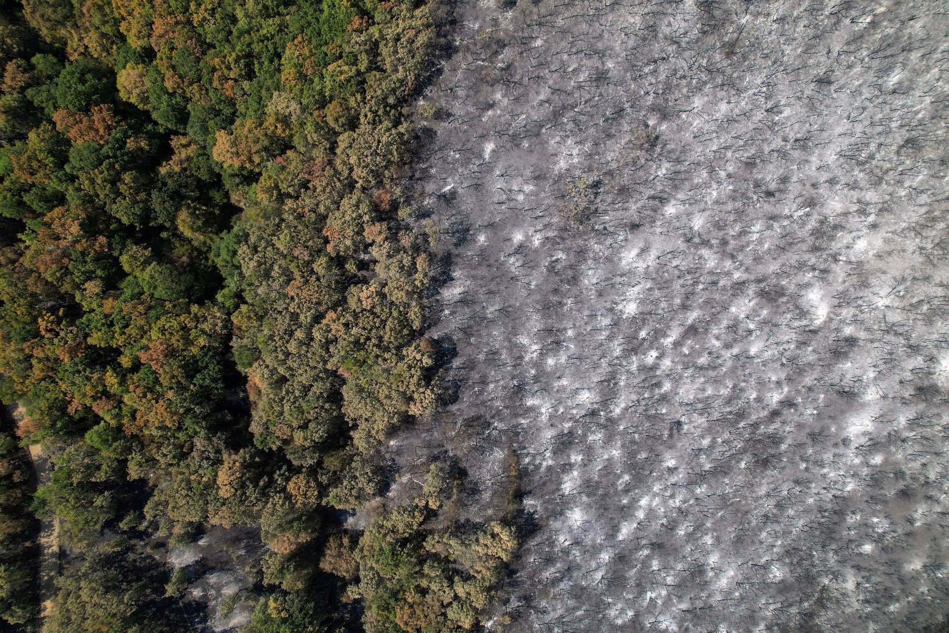 Những hình ảnh biết nói ở Hy Lạp về vụ &quot;cháy rừng lớn nhất EU&quot; - Ảnh 2.