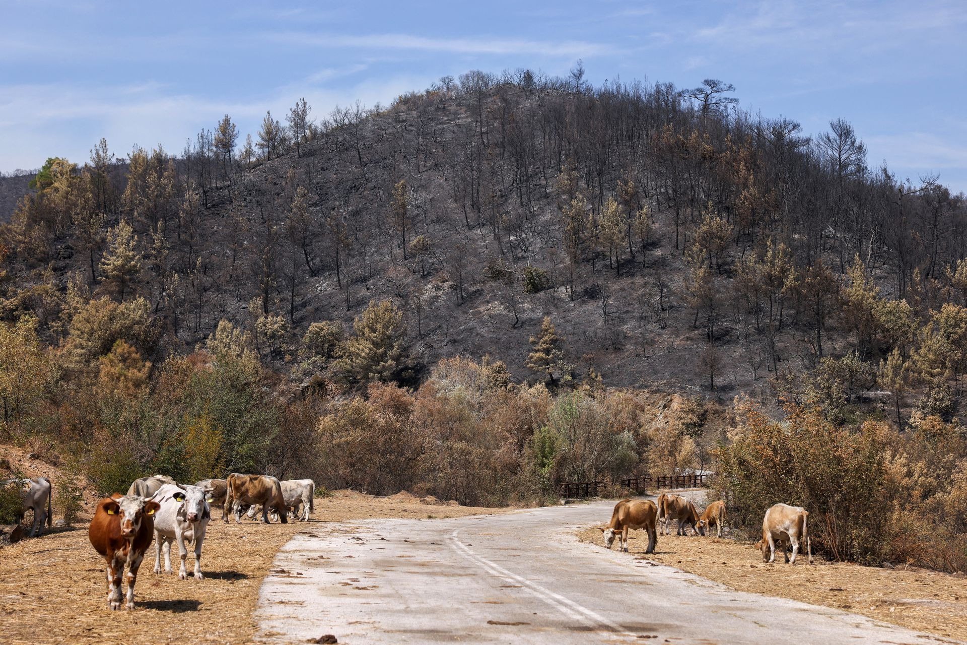 Những hình ảnh biết nói ở Hy Lạp về vụ &quot;cháy rừng lớn nhất EU&quot; - Ảnh 8.
