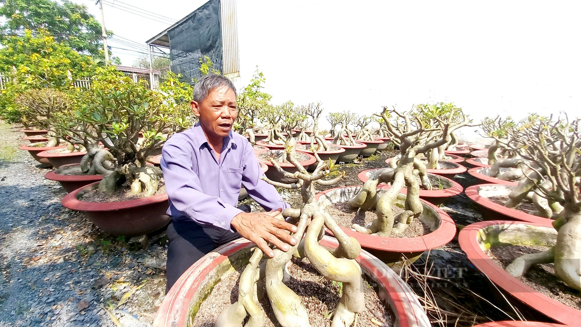 Ông trưởng ấp trồng sứ bonsai ẳm luôn danh hiệu nông dân giỏi ở Sài thành  - Ảnh 1.
