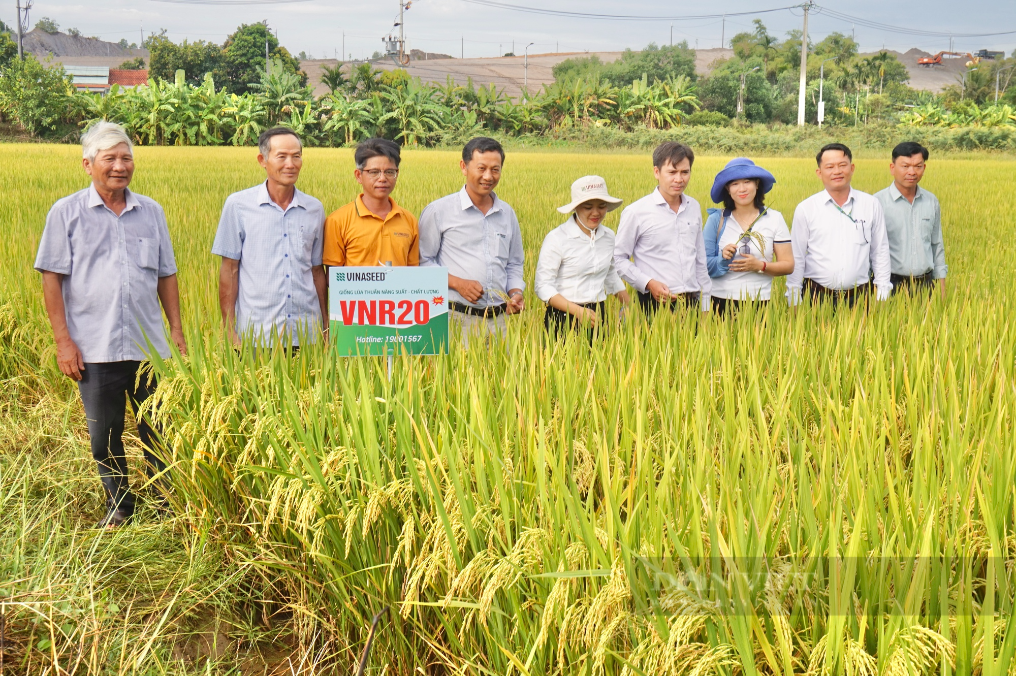 Giống lúa VNR20 của Vinaseed có gì đặc biệt mà nông dân Đà Nẵng mê tít? - Ảnh 1.