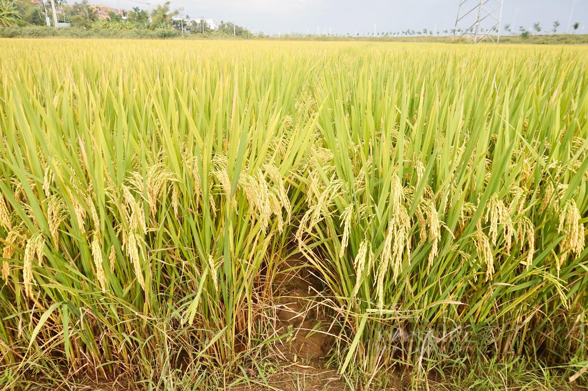 Giống lúa VNR20 của Vinaseed có gì đặc biệt mà nông dân Đà Nẵng mê tít? - Ảnh 3.