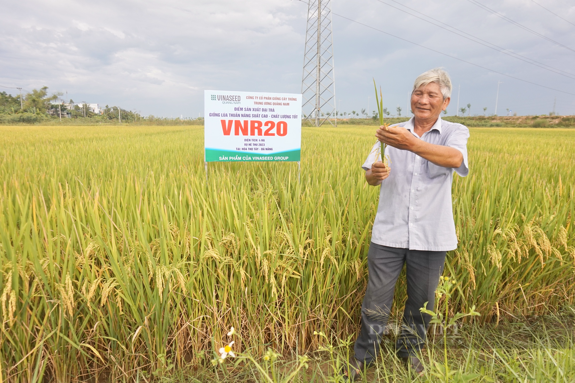 Giống lúa VNR20 của Vinaseed có gì đặc biệt mà nông dân Đà Nẵng mê tít? - Ảnh 4.