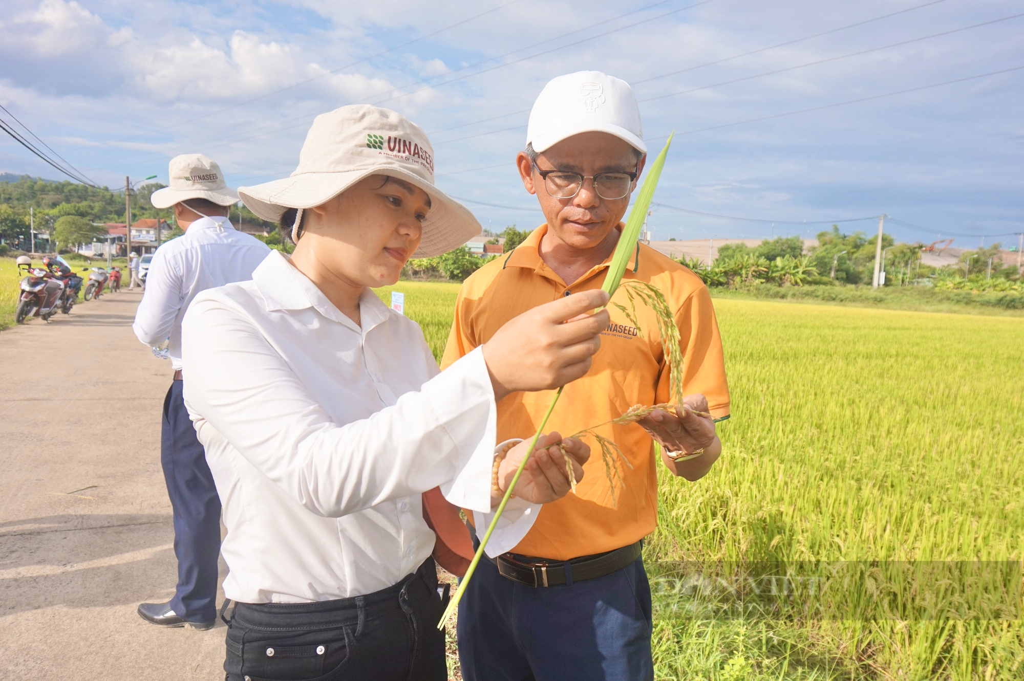 Giống lúa VNR20 của Vinaseed có gì đặc biệt mà nông dân Đà Nẵng mê tít? - Ảnh 5.