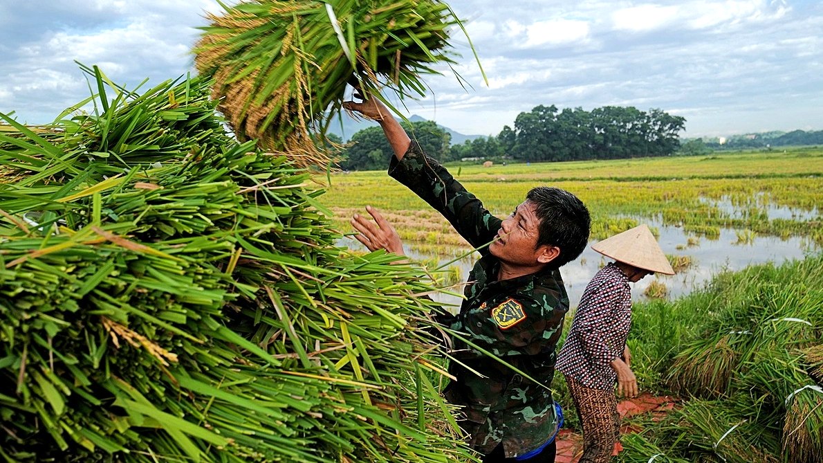 Giá gạo xuất khẩu Việt Nam vượt xa Thái Lan, thị trường &quot;nín thở&quot; đợi sản lượng vụ Hè Thu - Ảnh 2.