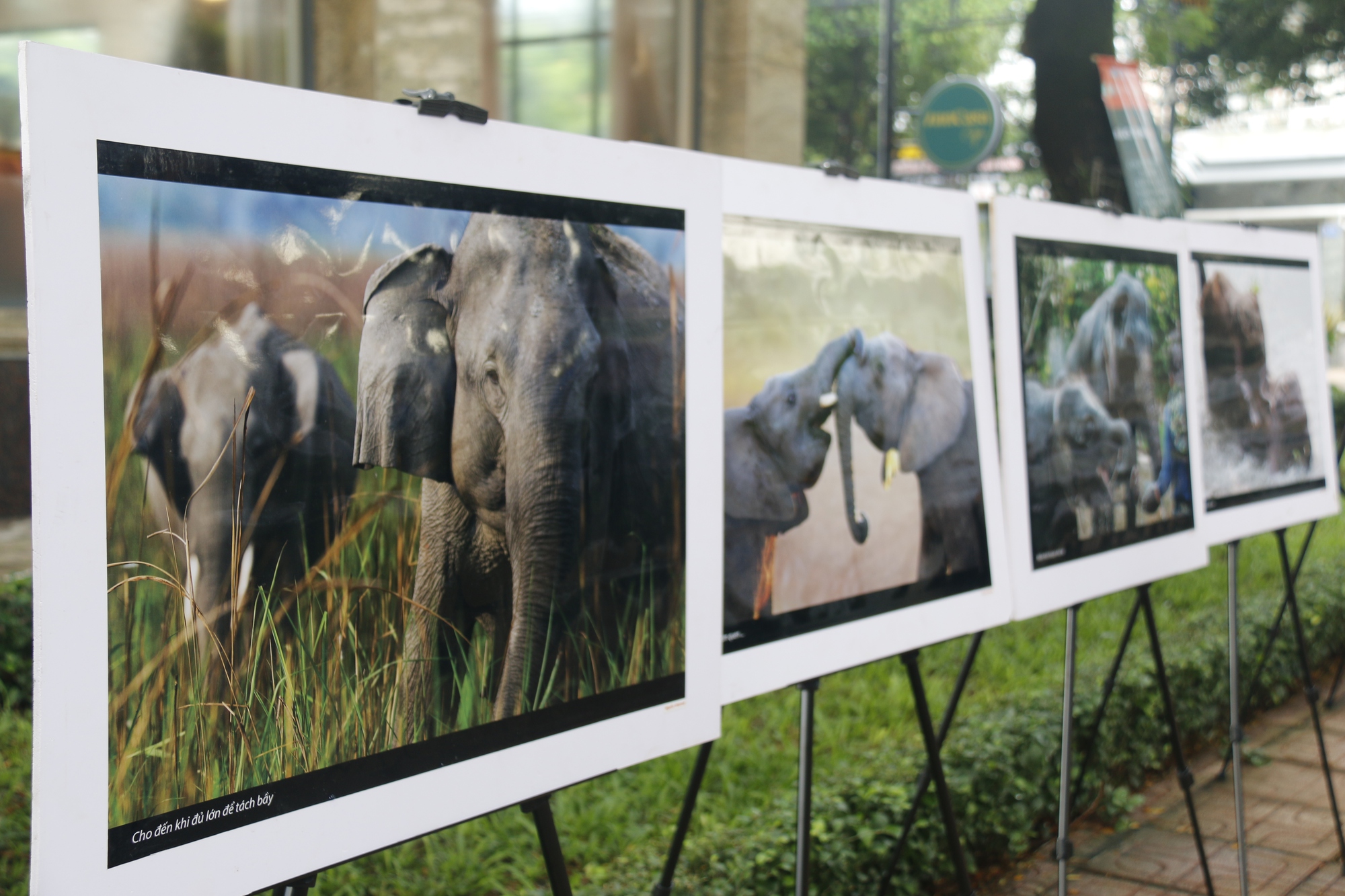 60 bức ảnh độc đáo về voi gây ấn tượng với người nước ngoài - Ảnh 2.