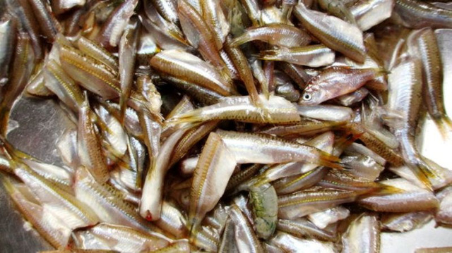 Ai ngờ được một loại cá xưa rẻ như cho ở kênh rạch miền Tây lại giàu vitamin A, hóa đặc sản - Ảnh 1.