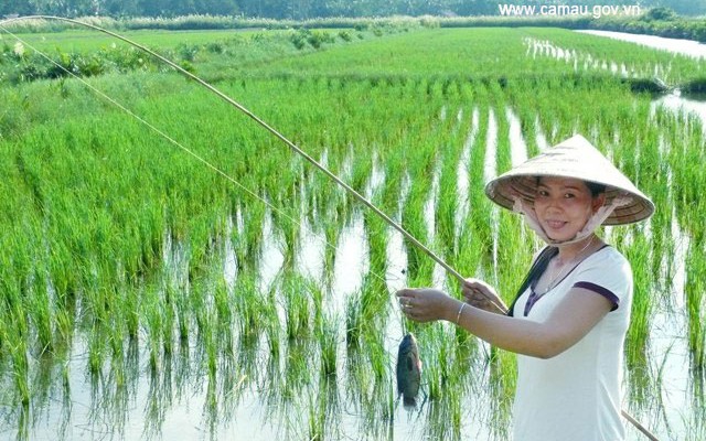 Loại cá đồng nghe tên biết là ngon rồi, ở vùng U Minh của Cà Mau nó to thế này đây, con gái câu giỏi