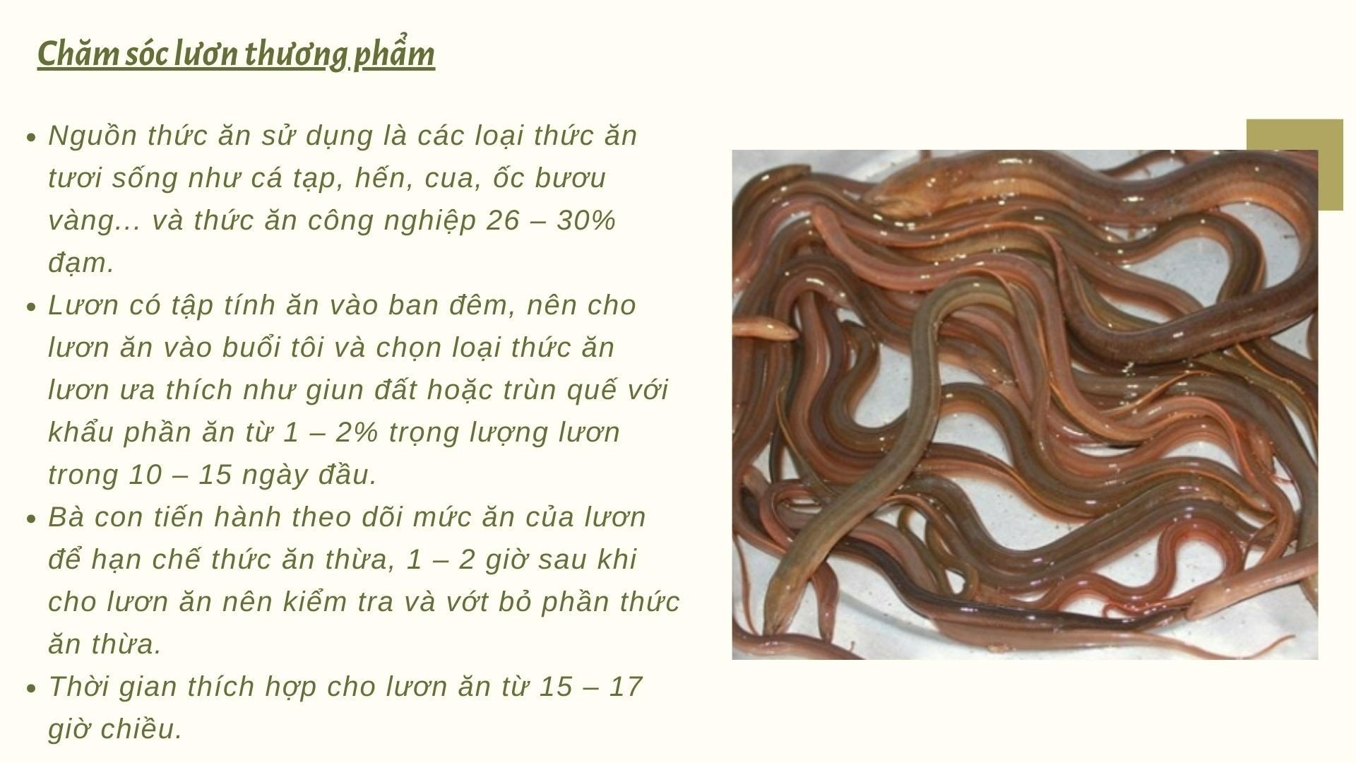 SỔ TAY NHÀ NÔNG: Những lưu ý cơ bản khi chăm sóc lươn thương phẩm - Ảnh 2.