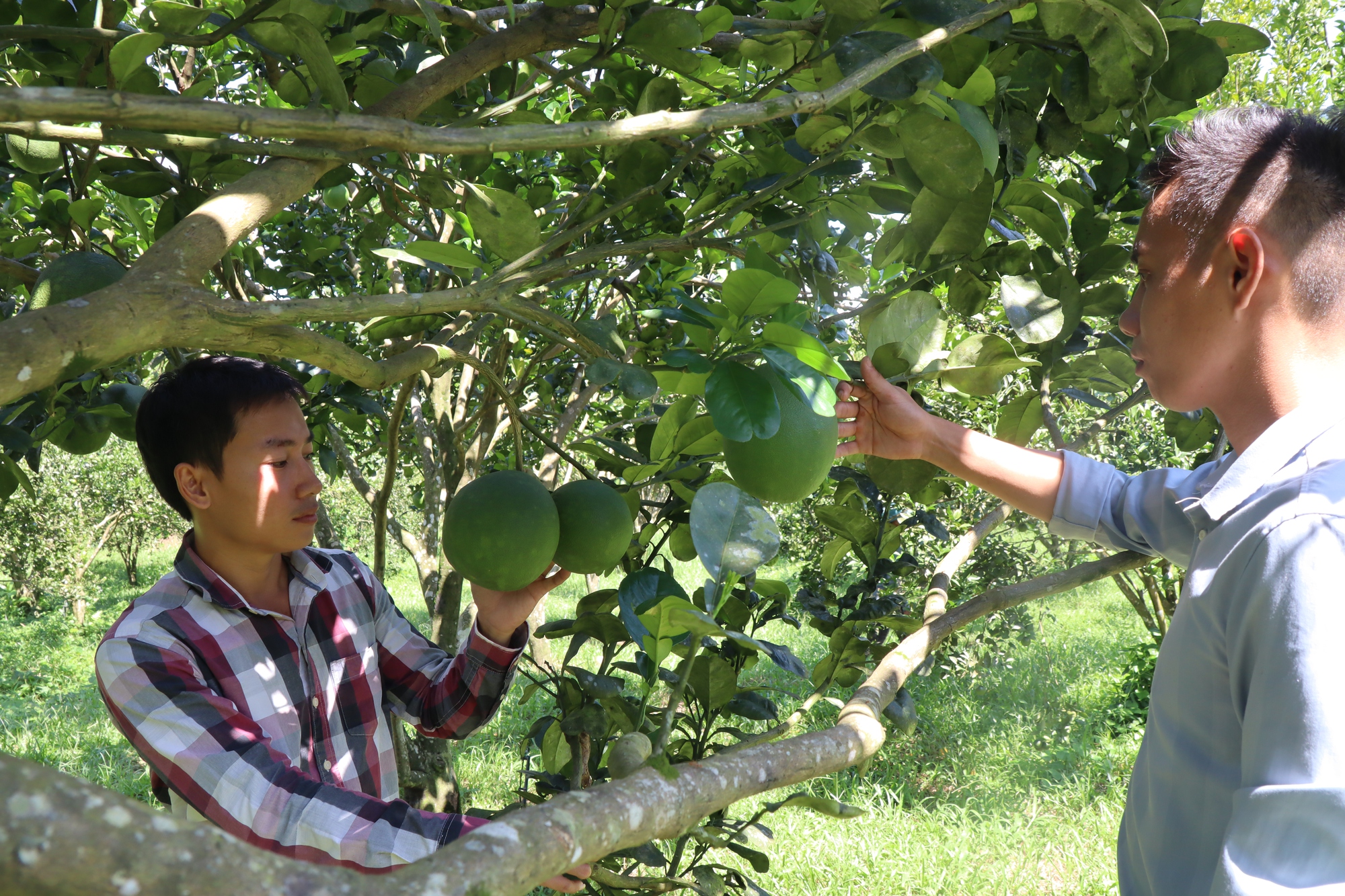 Trai 9X Lâm Đồng trồng 40ha cây ăn trái hữu cơ, được chọn là nông dân Việt Nam xuất sắc 2023 - Ảnh 5.