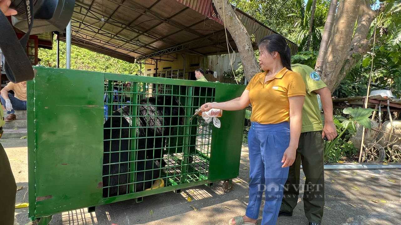 Lào Cai: Tiếp nhận cá thể gấu ngựa do người dân tự nguyện hiến tặng - Ảnh 1.