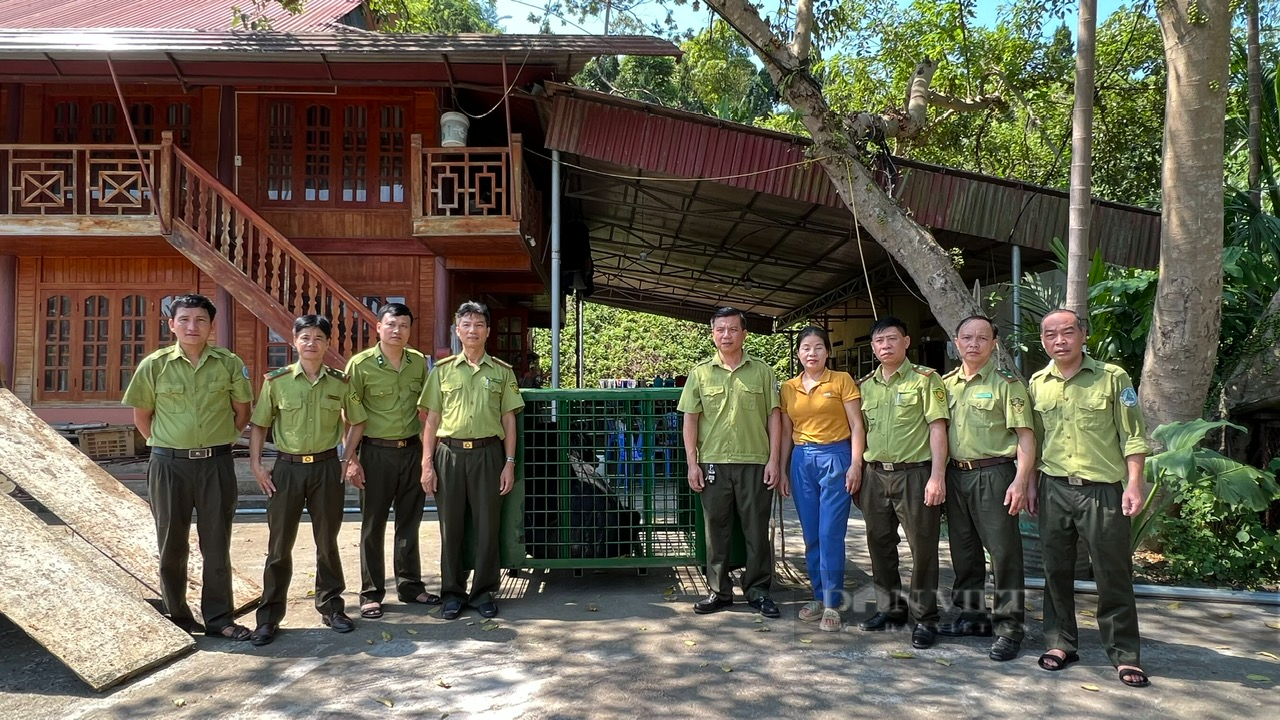 Lào Cai: Tiếp nhận cá thể gấu ngựa do người dân tự nguyện hiến tặng - Ảnh 2.