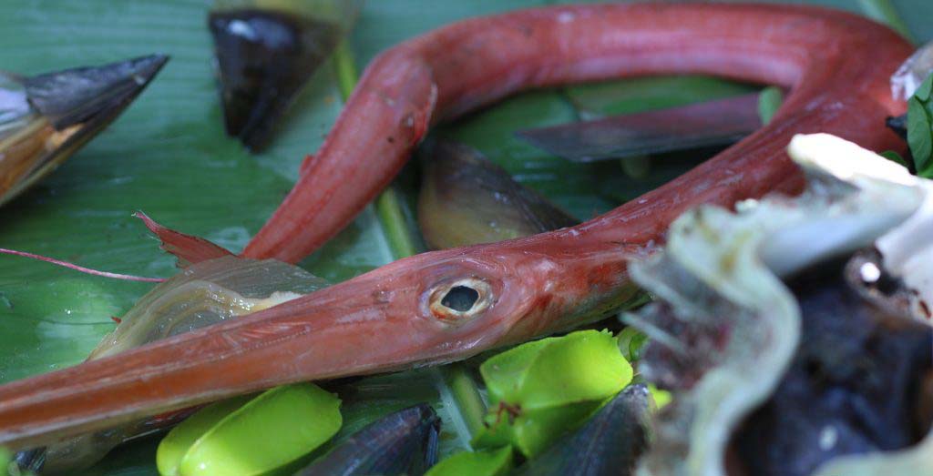 Loài cá có hình dáng kỳ lạ, trông như lươn nhưng thịt dai, thơm, ngọt và cực hiếm - Ảnh 1.